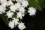 White snakeroot